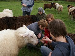 Bei einem mehrw�chiges Praktikum werden die Sch�ler mit dem Leben und den Arbeiten auf dem Sch�lerhof vertraut gemacht